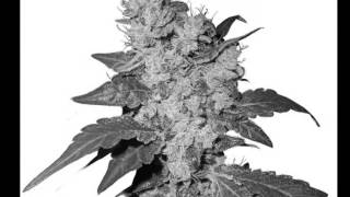 Scottie 2 Hottie  Ft  Key &amp; Curtis Williams Prod  by Key!