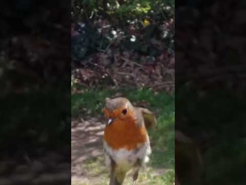 Mom brought to tears when wild bird comforts her while visiting son's grave.