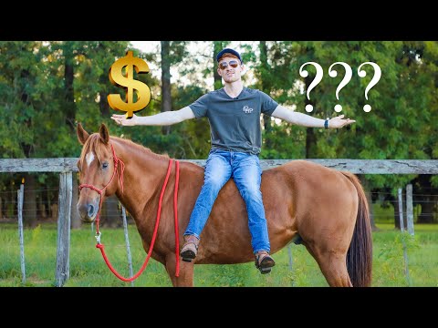 How To Choose the RIGHT Horse! (Complete Horse Buyer's Guide)