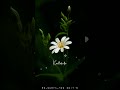Viduthalai Vazhi Neduga Kaattumalli Song WhatsApp Status Tamil New Trending Lovestatus