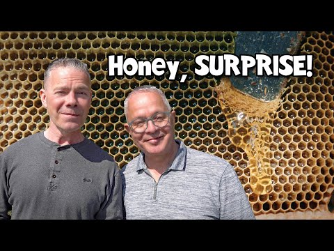 How My Honey Bees Went From DYING to EXPLODING! Ep. 282.