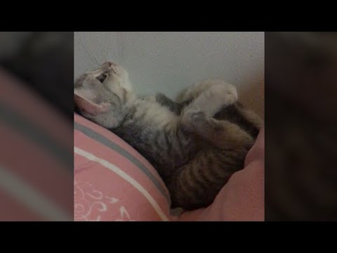 Miracle Had Come To Baby Cat TT (ENG SUB)