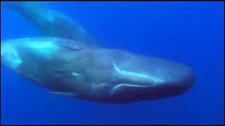 Moby Dick - Banco del mutuo soccorso