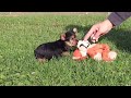 Yorkshire Terrier dogs for sale: Rowan - Video 1