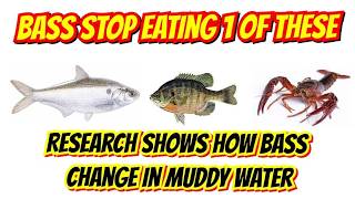 Study Reveals How Bass ACTUALLY Feed in Muddy Lakes: How to Catch Bass in Muddy Water