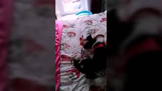 Dog becomes pawsome!