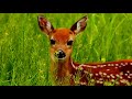 Maanin Iru Kangal Konda Maanae Maanae Mappillai Rajinikanth Ilaiyaraaja Whatsapp Status