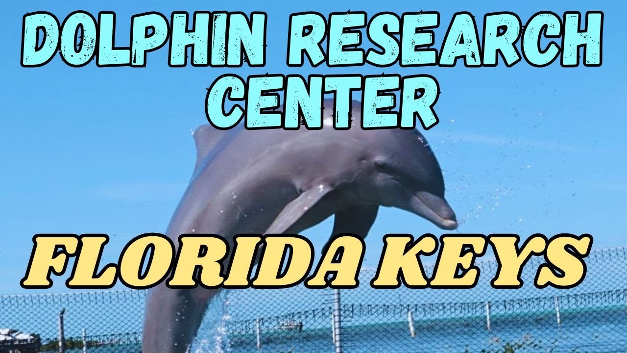 Visiting the Dolphin Research Center in the Florida Keys