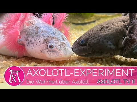 Die absolute Wahrheit über Axolotl
