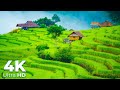 Indonesian Rice Terraces Paddy Fields In 4K Ultra HD Scenic Relaxation Earth Spirit