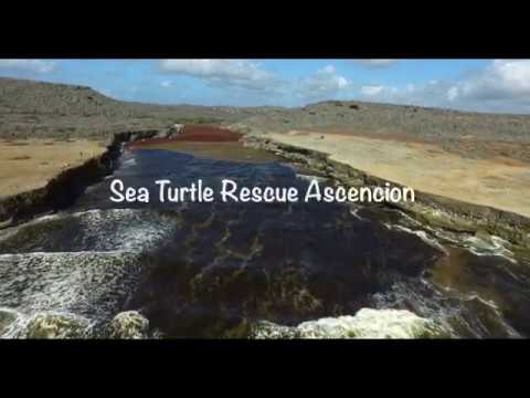 Help Sea Turtles during Unprecedented Crisis