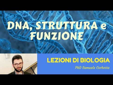 Vermi e reni La descrizione di parassiti con quadri