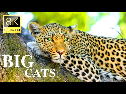 Big cats 8k ultra hd ! Amazing Big cats from the world 8k ultra HD