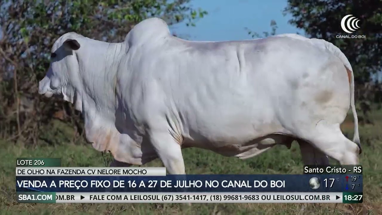 De Olho na Fazenda CV Nelore Mocho de 16 a 27 de julho no Canal do Boi