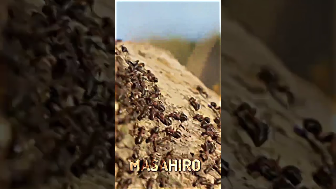 1.000.000.000 Ants vs Dog