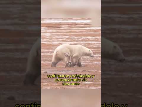 Wolf Pack vs Polar Bear#animals#Friendship #Us #wildlife #bear