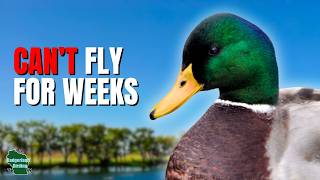 5 Things You Didn't Know About Ducks!