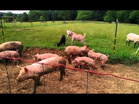 Anschuetz Farm