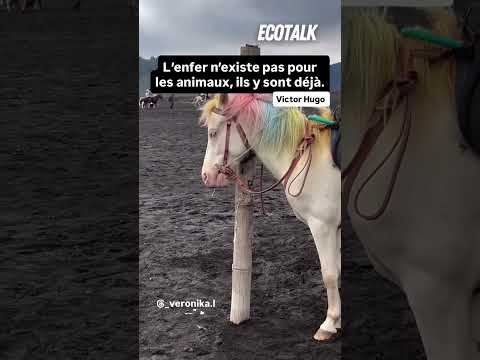 L'enfer n'existe pas pour les animaux, ils y sont déjà…