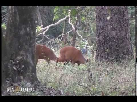 Red Duiker Hunting