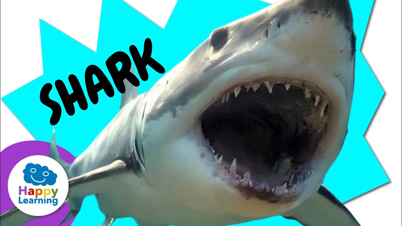 Discover the secrets of the ocean’s most famous predator 🌍✨ | Educational Videos@HappyLearningENG