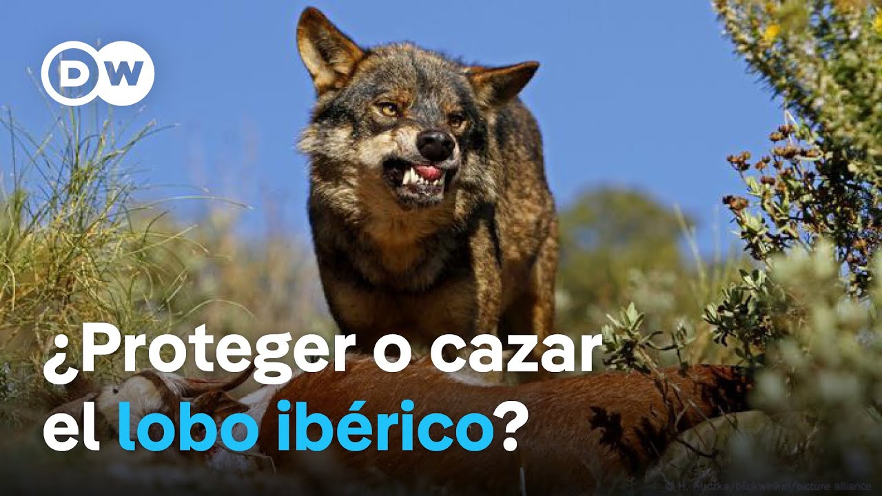 España: lobos contra ganaderos