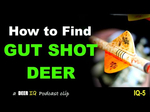 How to Find GUT SHOT DEER