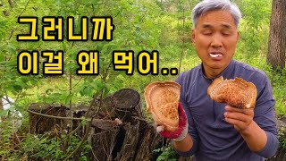 버렸던 나무에 올라온 퍼진표고를 먹었더니..#표고 #표고버섯