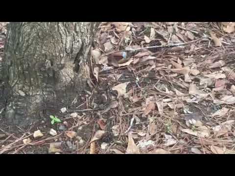 Small lilac butterfly