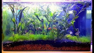How to make a Fish Tank with Live Plants and lucky  bamboo.