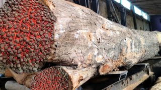 Download lagu This is the Strongest Wood Most Sought After in Sawmills mp3 Download lagu This is the Strongest Wood Most Sought After in Sawmills mp3