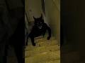 Um Lobisomem Ou Um Skinwalker