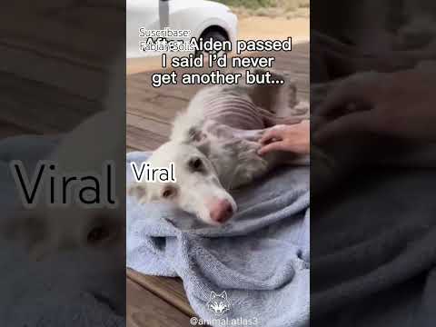 #milagros #jesusdenazaret #vidaeterna #amor #reflexion #seriecristiana #vida #fé #jesusdenazaret