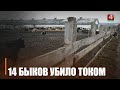 Зацепили опору линии электропередачи. Стадо быков убило током под Калинковичами