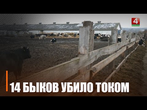 Зацепили опору линии электропередачи. Стадо быков убило током под Калинковичами видео