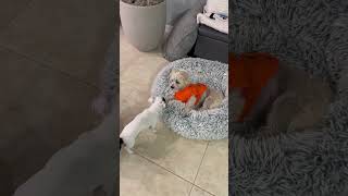 Video preview image #1 Chihuahua-Unknown Mix Puppy For Sale in Valrico, FL, USA