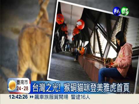 猴硐喵喵太萌 登美國雅虎首頁