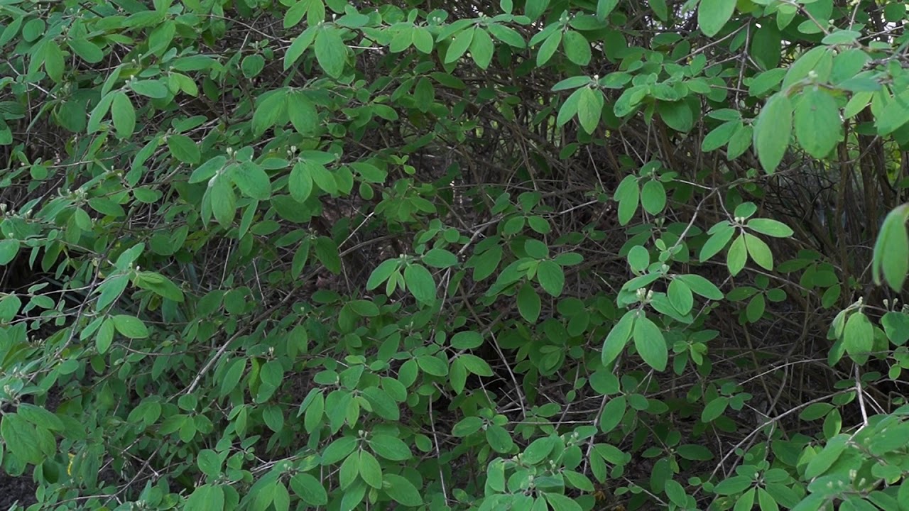 Memorian Ladino dos thumbnail