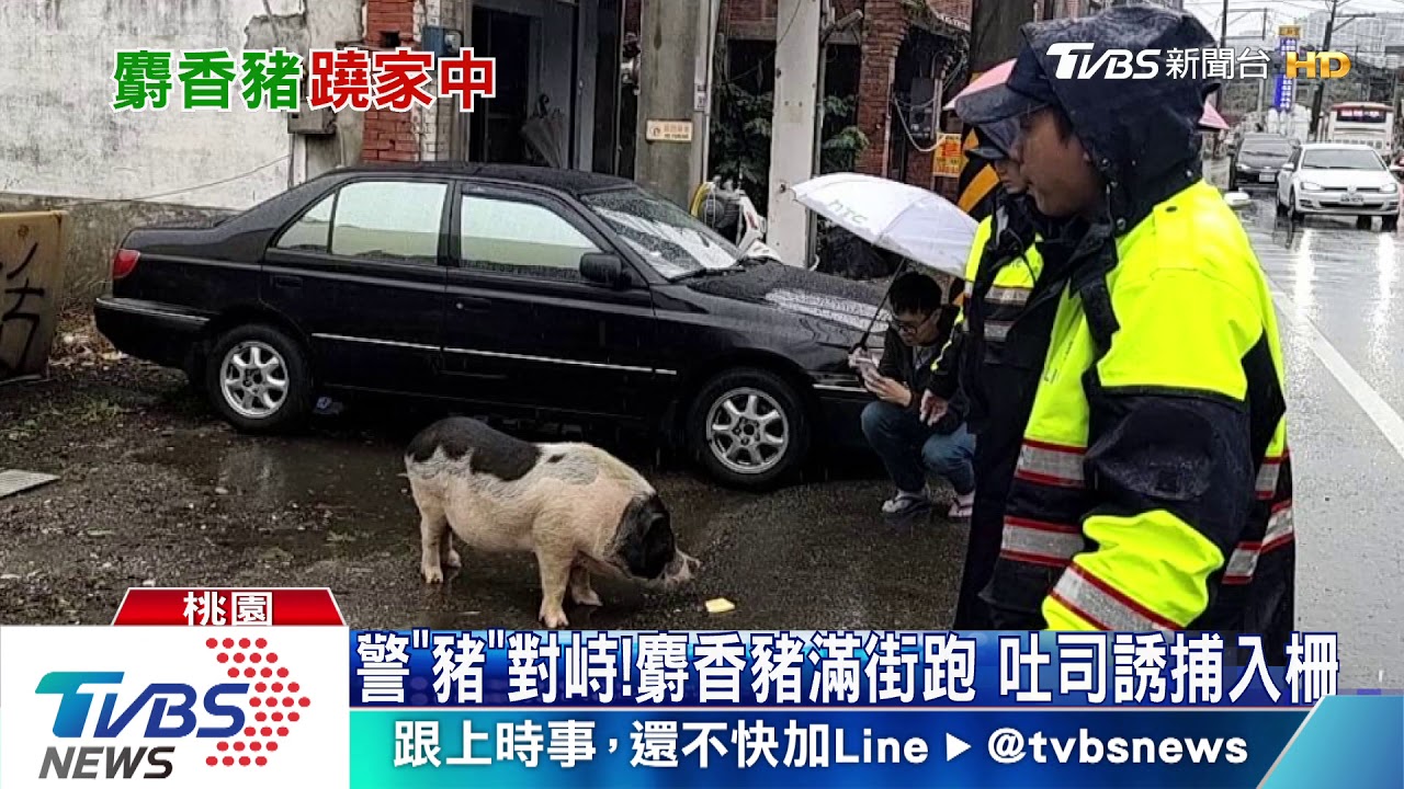 警「豬」對峙!麝香豬滿街跑 吐司誘捕入柵