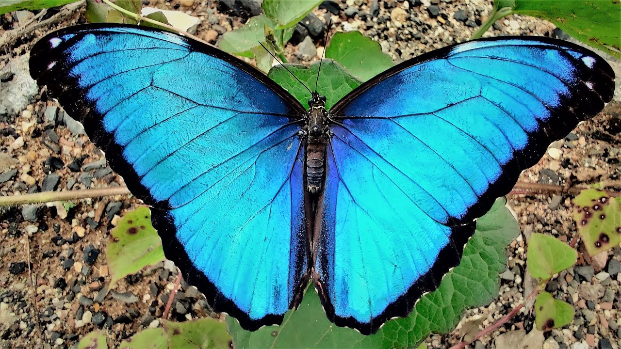 Farfalla Morpho deidamia in volo al rallentatore, che mostra ali blu iridescenti con riflessi metallici di luce
