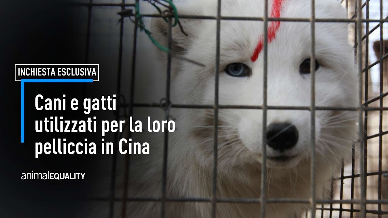 Pellicce di cani e gatti in Cina, borse e giocattoli per bambini… Fermiamo questo orrore!