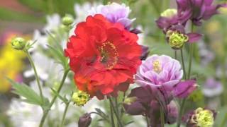 Sognami - Amedeo Minghi