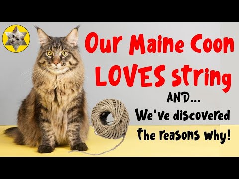 Maine Coon plays with string. Why do cats love string?