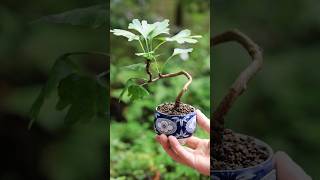 秋の入り口？イチョウの湯呑みミニ盆栽 #bonsai #盆栽 #shorts #garden