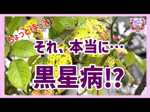 ドラキュラシミア蘭の水やり