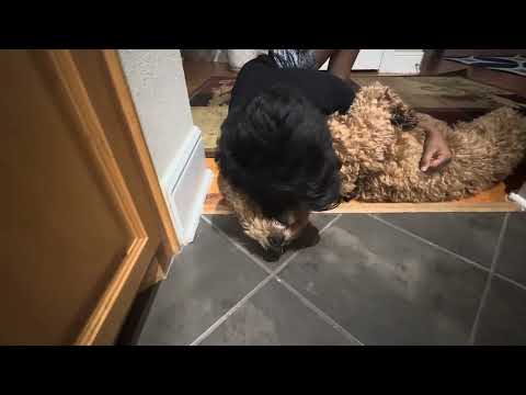 Honey talks to Shrihan only in gURR language