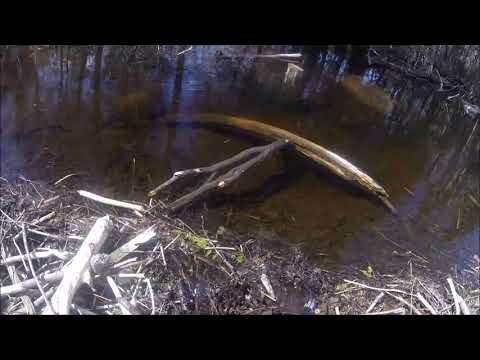 0154 2 days later and back to the beavers