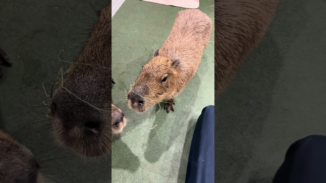 Why are you following me? …oh, right 😅” #capybara #capybaracafe #animalcafe #tokyo #水豚