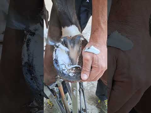 Satisfying Hoof Trimming #shorts #hooftrimming #satisfying #hoofcare #horseshoeing #thefarrierlife