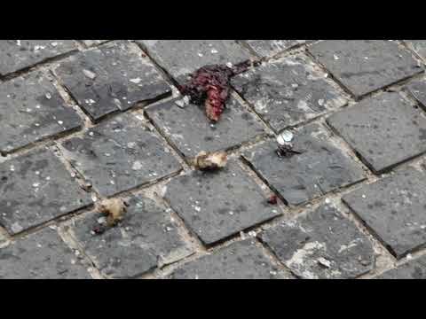 Easter Sunday Bomb blast Colombo #Hotel #shrangila  පාස්කු ප්‍රහාරය 2019 ඉරු දින 32